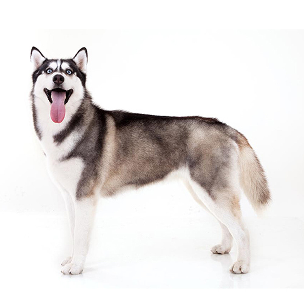 Husky